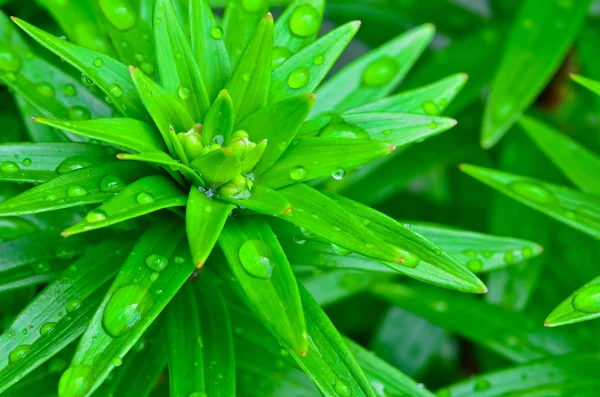 stock image Fresh green plant foliage