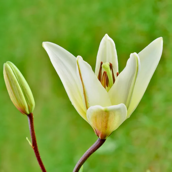 Liliom virág, (lilium) — Stock Fotó