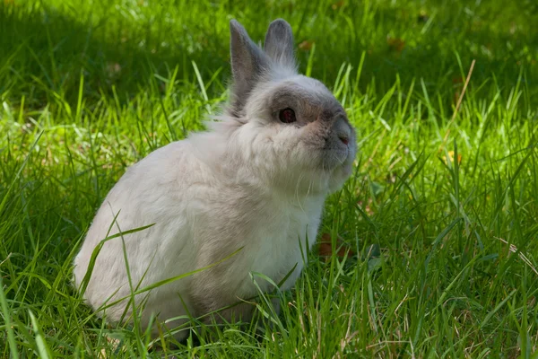 Witte tamme konijnen — Stockfoto
