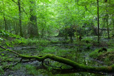 Yaz aylarında yaprak döken stand-bialowieza orman