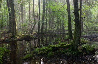 Yaz aylarında sunrise bialowieza orman ıslak standı