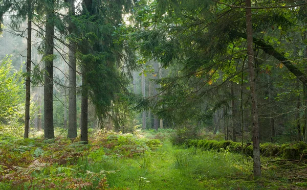 路径穿越秋站的 bialowieza 森林 — 图库照片