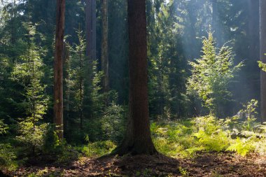 eski iğne yapraklı orman bialowieza yaz sabahı stand.