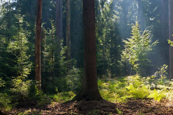 Old coniferous stand of Bialowieza Forest in summer morning — Stock Photo, Image