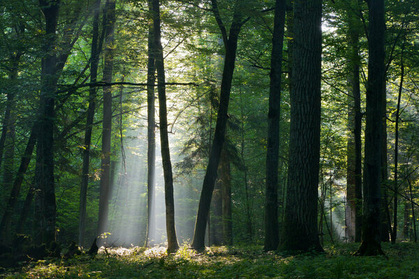 Sunbeam entering rich deciduous forest in misty morning with old hornbeam trees in foreground