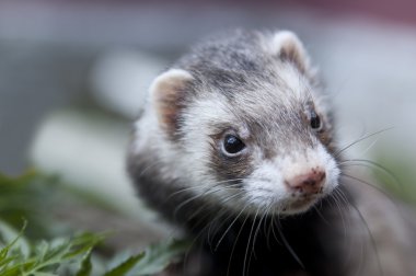 Ferret face with dirty nose looking somewere clipart