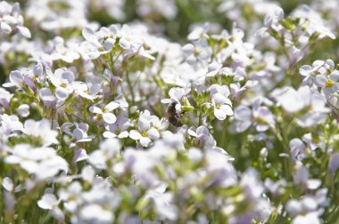 Bee on white flower collecting tasty honey clipart