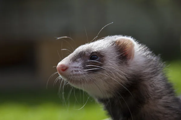 Satisfied ferret posing on camera on green — Stock Photo, Image