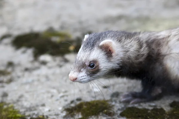 Ferret thinking about who will catch today — Stock Photo, Image