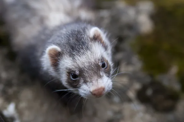 Ferret looking on camera with grim face — Stock Photo, Image