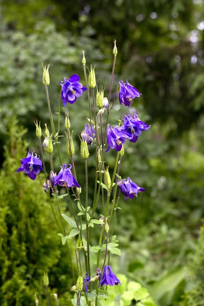 Lilie der Brieftasche im schönen Garten — Stockfoto
