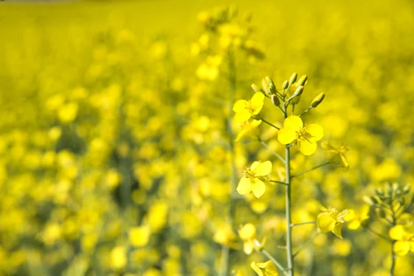 stock image Field flower zoomed out of field plants