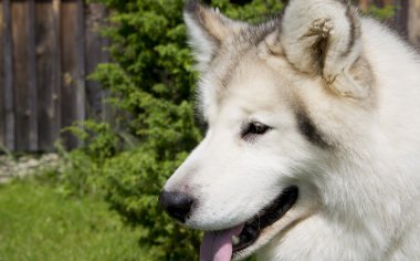 Smart and thoughtful white dog on camera clipart