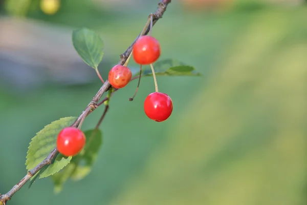 Kilka małych wiśnie powiesić na drzewie cienkie — Zdjęcie stockowe
