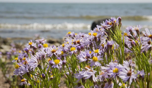 Purple flowers are boomig near wavy sea — Stock Photo, Image