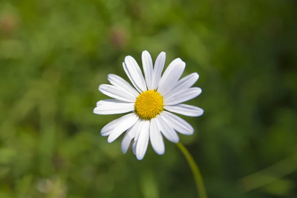 White chamomile is boomig in warm summer — Stock Photo, Image