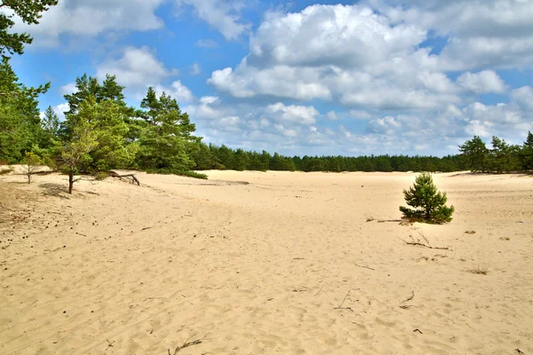 Кусок песчаного пляжа, выращенный лесом — стоковое фото