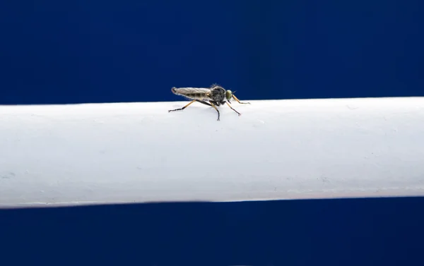 Pequena mosca pousou no suporte metálico branco — Fotografia de Stock