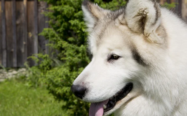 Slimme en doordachte wit hond op camera — Stockfoto