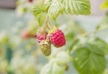 Raspberry are on half ready for eaters clipart