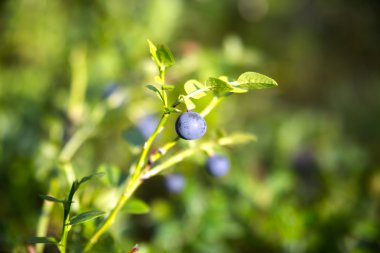 Zoomed blueberries on its plant in forest clipart