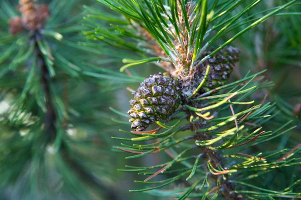 stock image Isolated cones hang on pine branch thorns