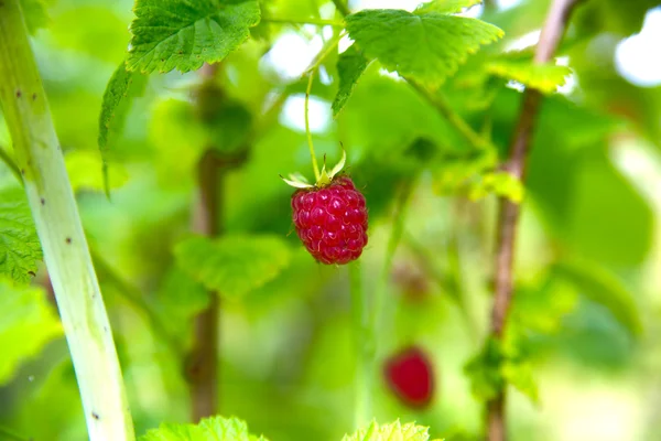 Red fresh raspberry hang on plant — Stockfoto