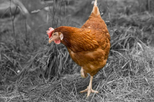 Brown hen is searching somethink on background — Stock Photo, Image