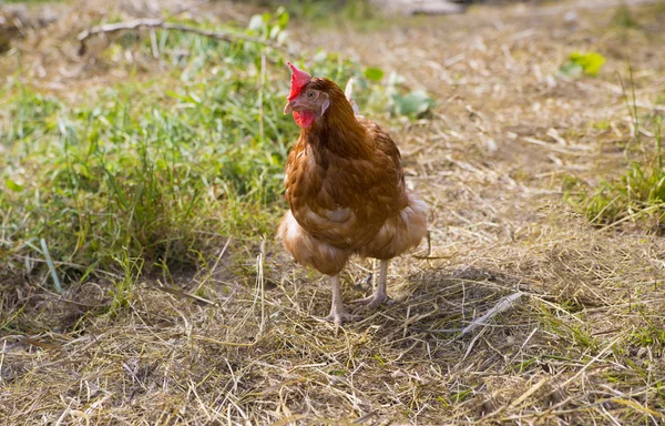 Brown hen with white legs is thinking — Stock Photo, Image