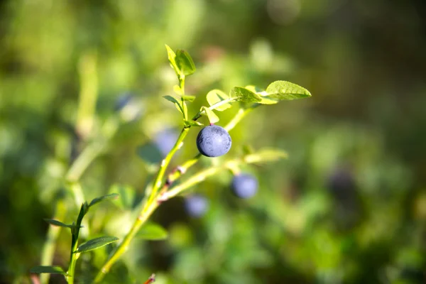 Zoomed blueberries on its plant in forest — Stock Photo, Image