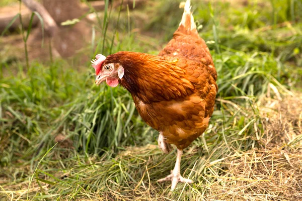 Коричневая курица с белыми ногами ищет — стоковое фото