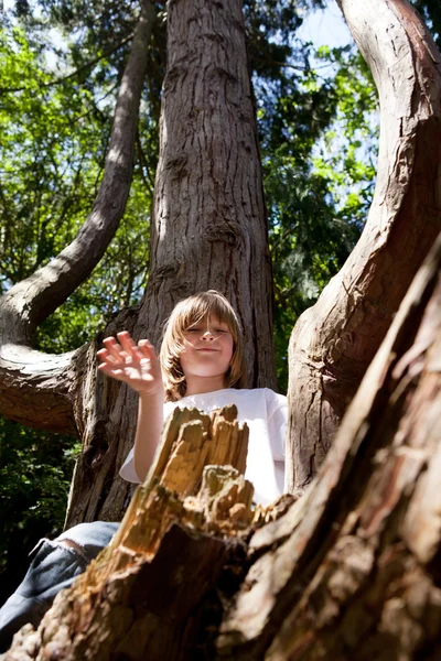Çocuk tırmanma ağaç orman — Stok fotoğraf