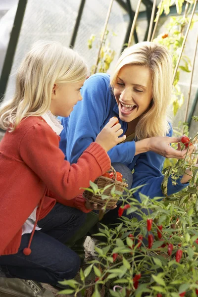 Young woman with child harvesting tomatoes — Stock Photo, Image