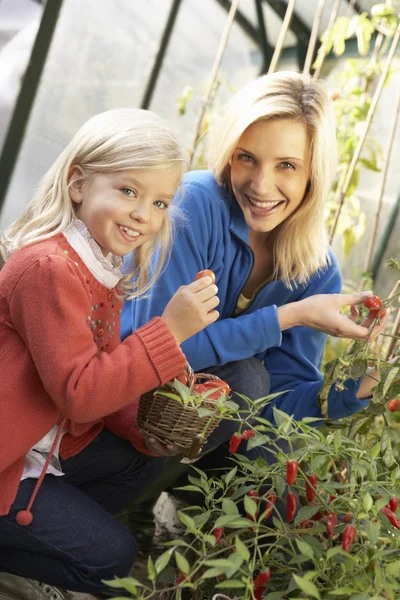 Jonge vrouw met kind oogsten van tomaten — Stockfoto