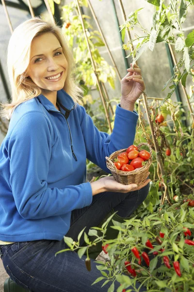 Молодая женщина собирает помидоры — стоковое фото