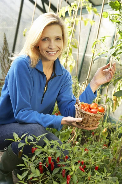 Genç kadın domates hasat — Stok fotoğraf