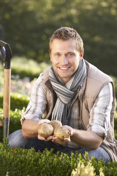 Młody człowiek z ziemniaków w ogrodzie — Zdjęcie stockowe
