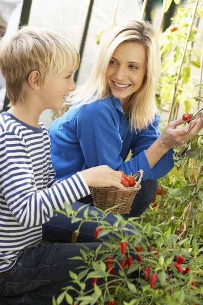 Jeune femme avec adolescent récolte des tomates Images De Stock Libres De Droits
