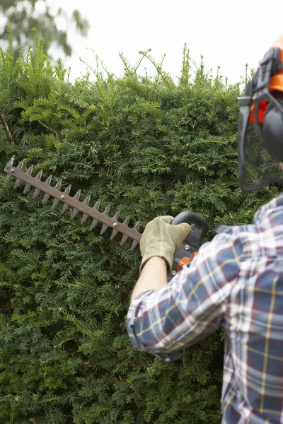 Man trimming hedge — Stock Photo, Image