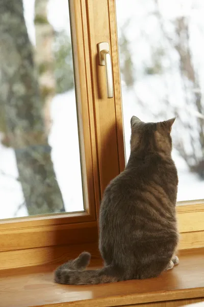 雪に覆われた景色眺めて窓の棚の上に座って猫 — ストック写真