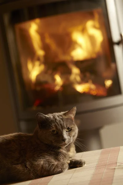 Nahaufnahme der Katze beim gemütlichen Kaminfeuer — Stockfoto