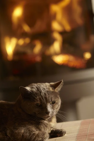 Nahaufnahme der Katze beim gemütlichen Kaminfeuer — Stockfoto
