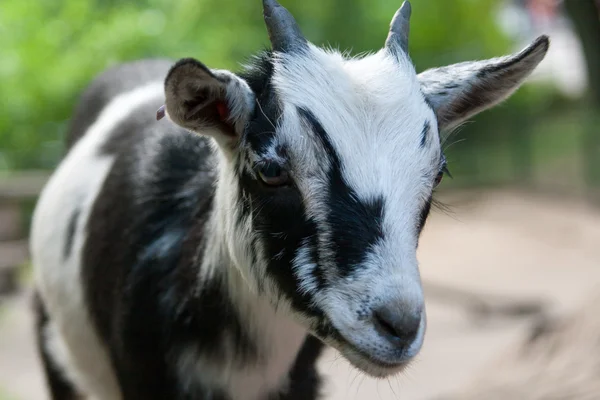 stock image Goatling