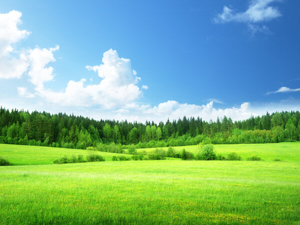поле травы и идеальное небо