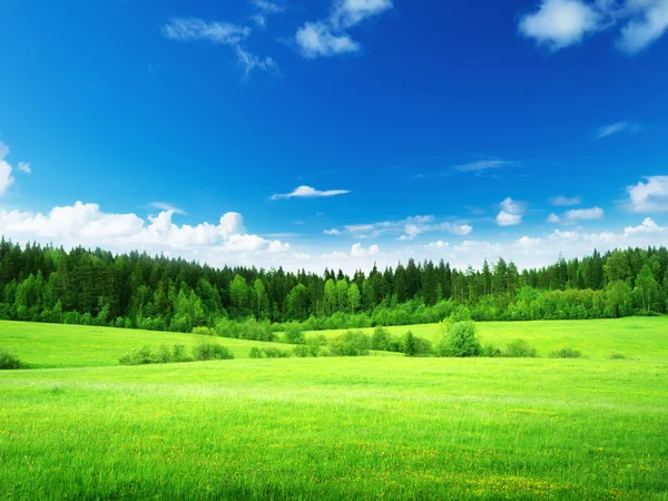 Champ d'herbe et ciel parfait Photos De Stock Libres De Droits