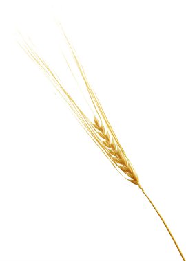 buğday, izole