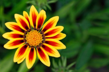 turuncu papatya gerbera ile olan yakın çekim