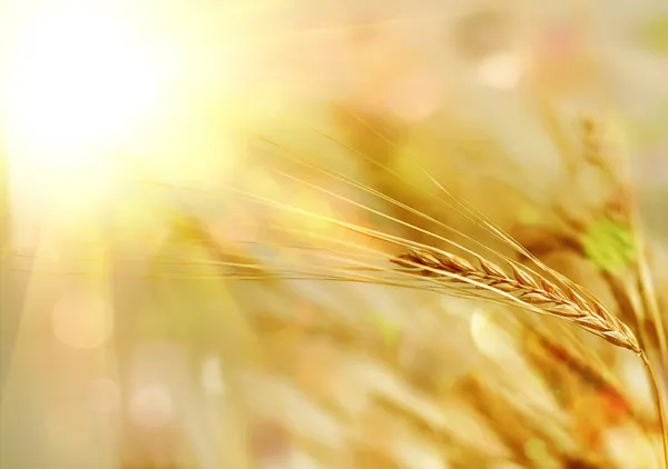 Золотой закат над пшеничным полем — стоковое фото