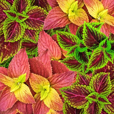 Beautiful Multi Colored of leaves ( Painted nettle - coleus ) clipart