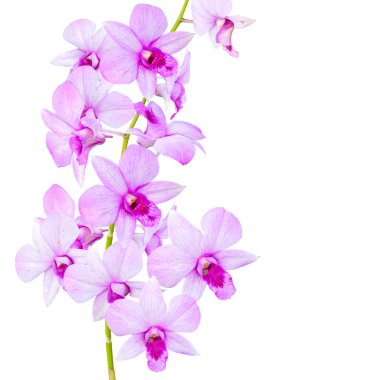 Flowers Orchid clipart